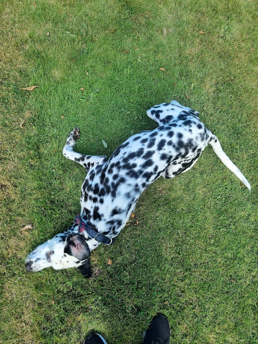 Walking With Dogs - Photo 2