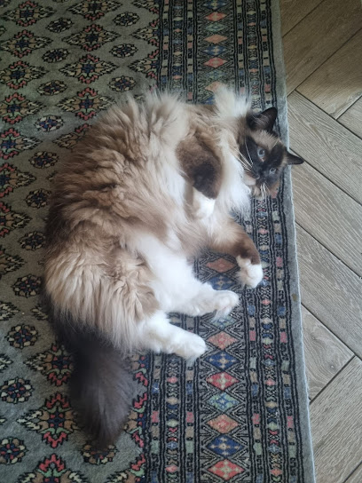 Amazing Cat Care Service Aberdeen