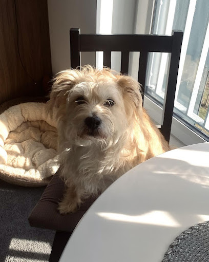 FluffyFriend Pet Sitting/Pet Sitter