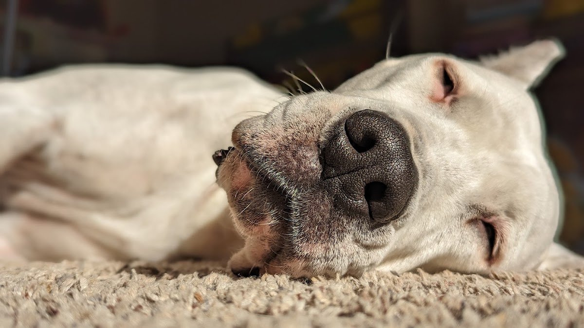 Mood Swing K9 - Photo 2
