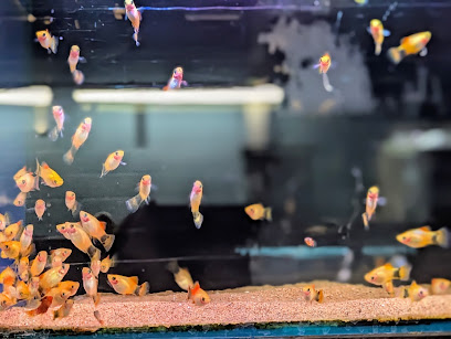 Maidenhead Aquatics Pontarddulais