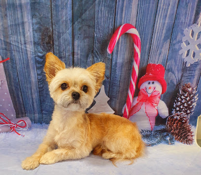 At Your Bark & Call | Mobile Dog Groomer