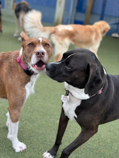 Playtime Doggy Daycare II