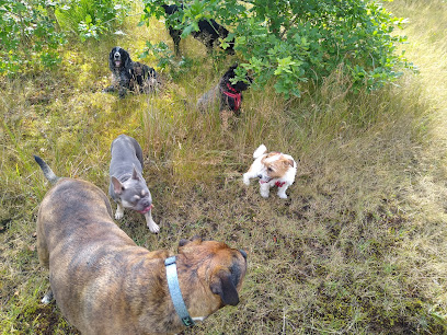 Welcome home dog daycare and boarding