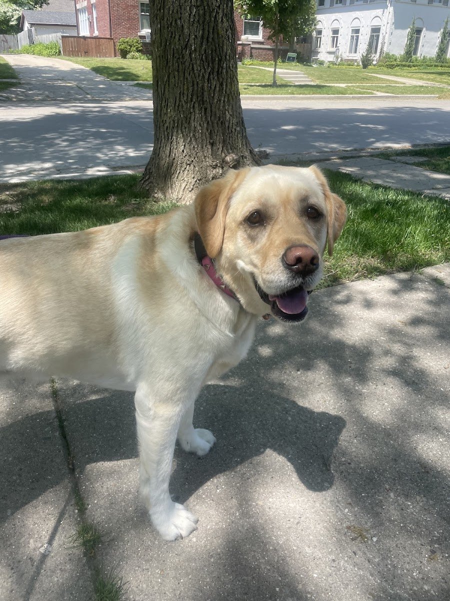 Nikki's Pet Services - Photo 2