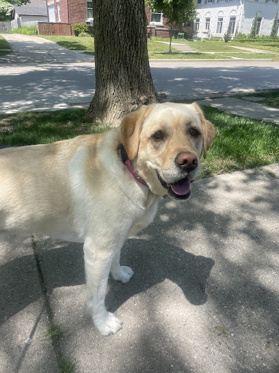 Nikki's Pet Services