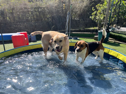 Cwm Dog Retreat