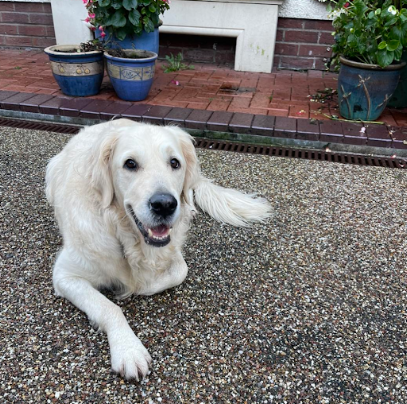 Meadow Vale Pet Paradise