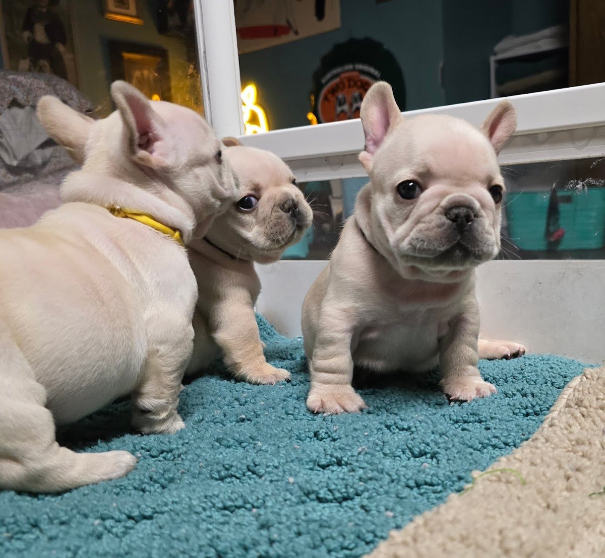 Shameless Bulldogs - Photo 2