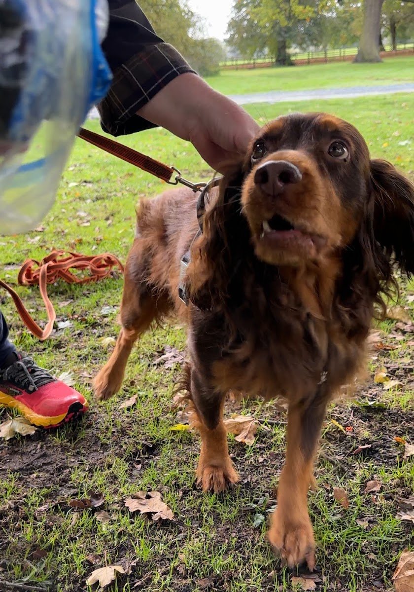 DogHampton - Photo 2