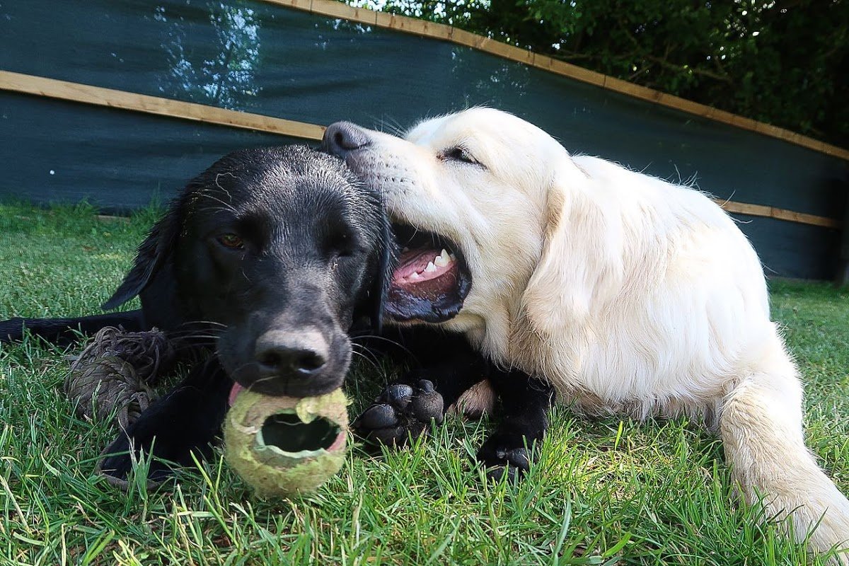 Muddy Paws - Photo 2