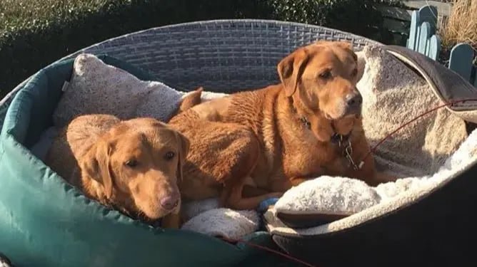 Shelton Dogs - Photo 2