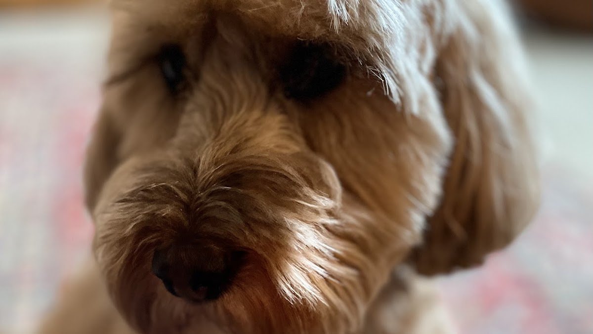 Bark with Marc - Photo 2