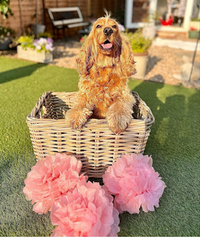 Darcy’s Dinky Dogs Day Care & Boarding