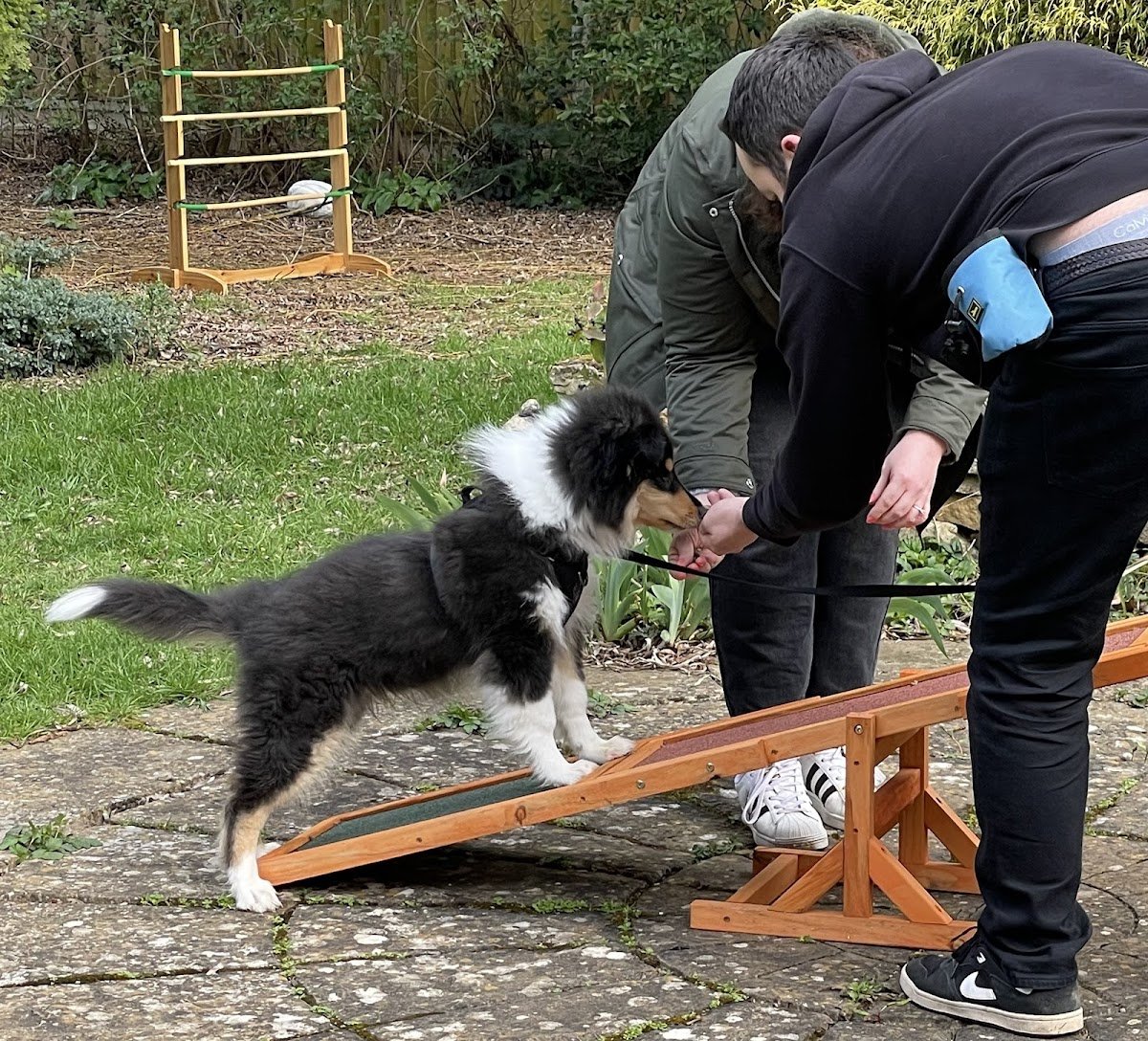 All Canine Matters - Photo 2