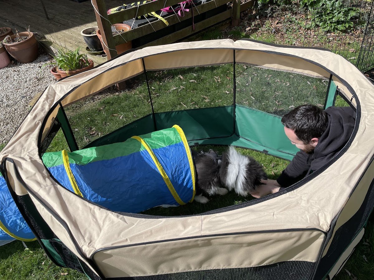 All Canine Matters - Photo 4