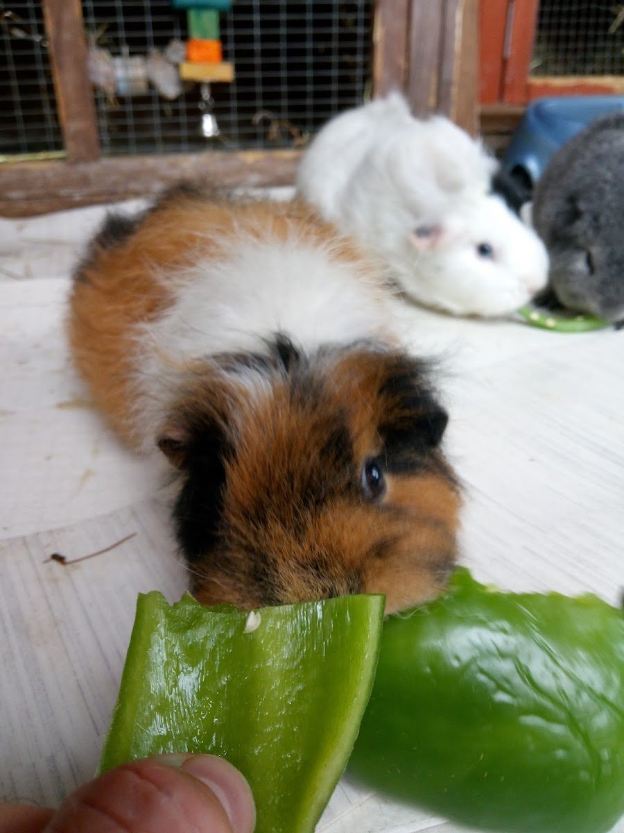 Paradise4Pets.co.uk - Photo 4