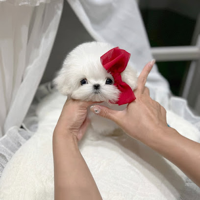 Teacup Puppies For Sale