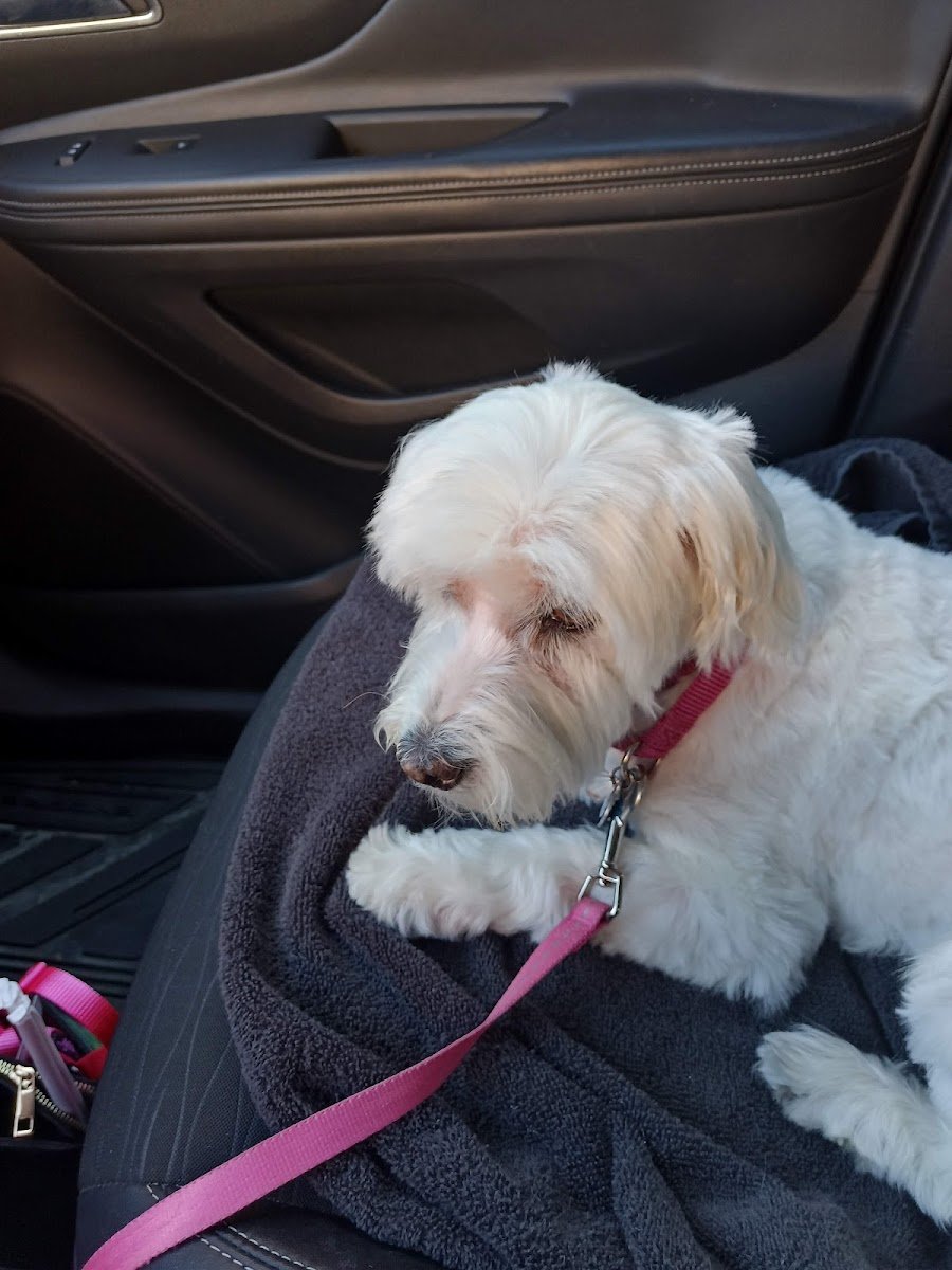 PetSmart Grooming - Photo 2