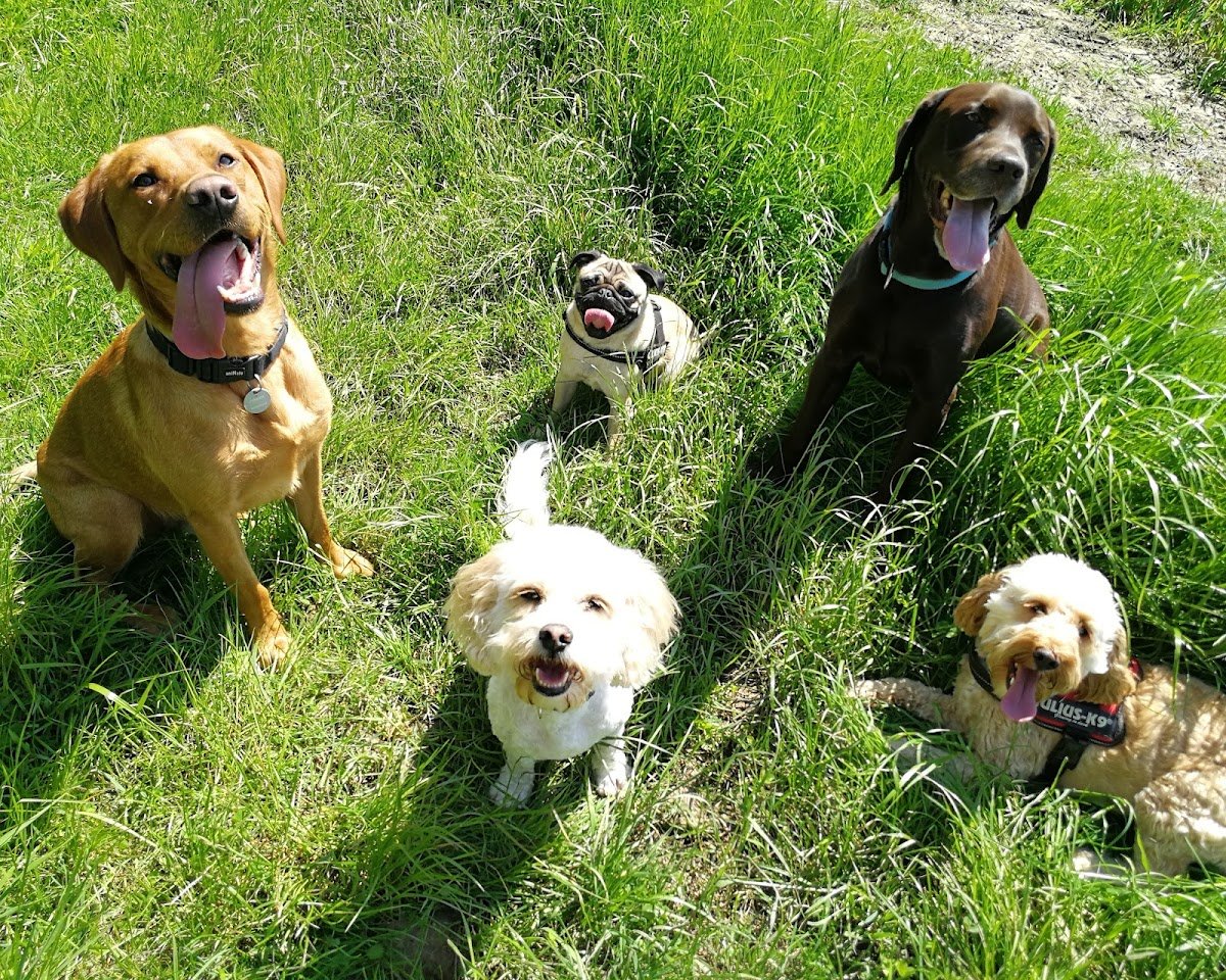 Completely Canine - Photo 2