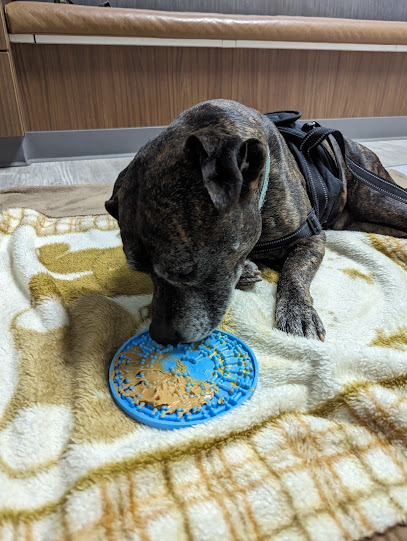 Southwest Veterinary Medical Center