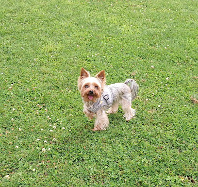 The Little Pooch House