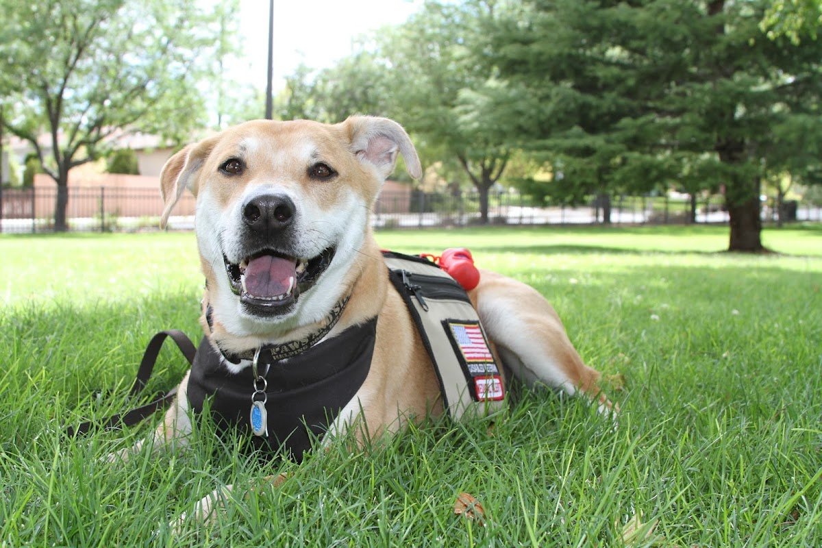 Paws and Stripes - Photo 2