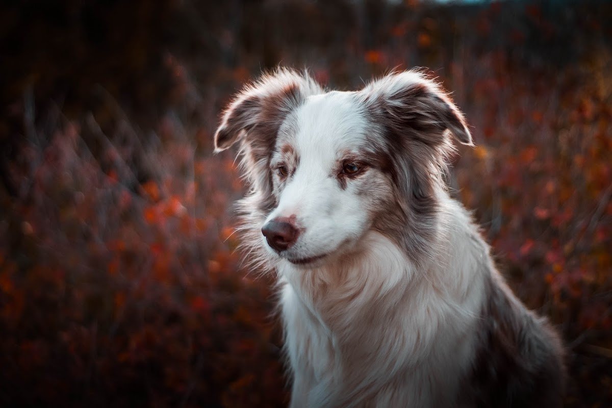 SpiritDog Training - Photo 2