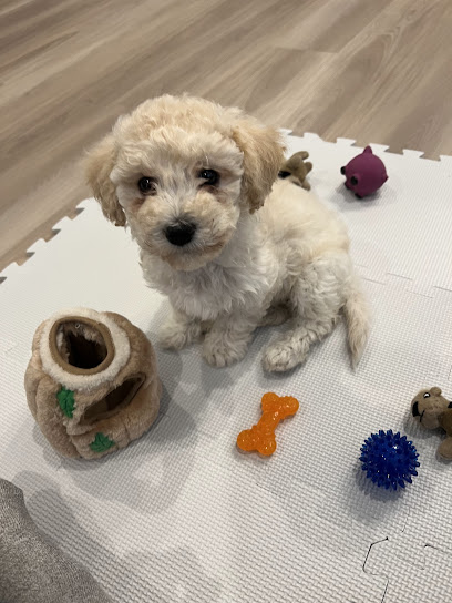 Cross My Paws Animal Rescue