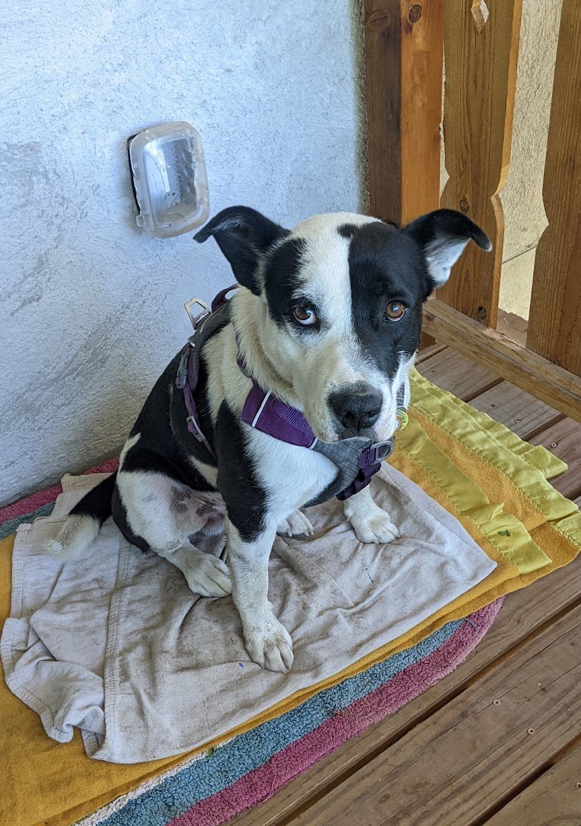 Express Vet NM - Photo 2