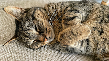 Happy Kitty Cat - Portsmouth cat sitting - Pet Shop in Portsmouth