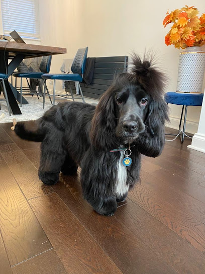 Dandini's Dog Grooming