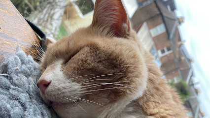 Portsmouth Cat Sitting- Rachel Woodisse - Pet Shop in Portsmouth
