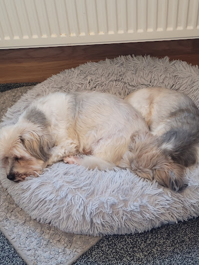 Jacks Place Dog Boarding For Seniors - Helping you start your home dog boarding business