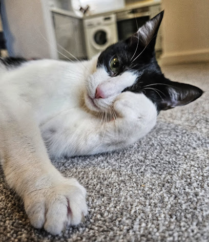 Purrfect Company Cat Sitting Service - Pet Shop in Portsmouth