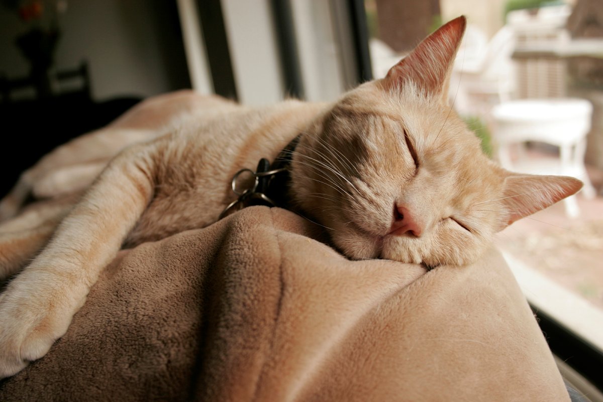 Neon Dream Pet Sitting - Photo 2