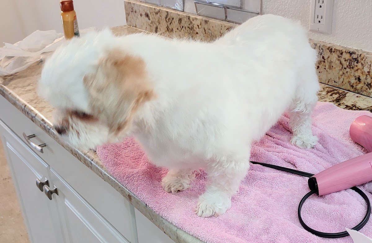 Furtastic Grooming - Photo 2