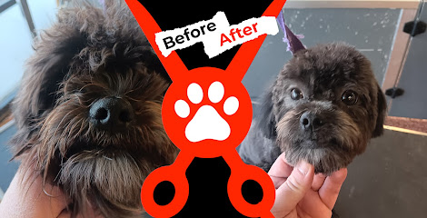 Alpha Dog Grooming Albuquerque of San Pedro