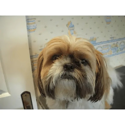 Sue's Dog Grooming in Your Own Home