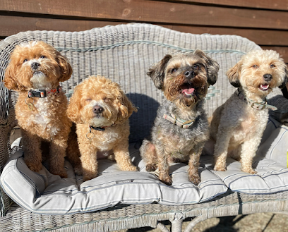 Poodles & Doodles Home Stays - Pet Shop in Milton Keynes