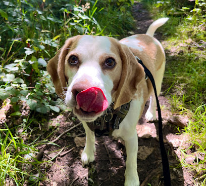 Dog Wiggles Sitters Milton Keynes - Pet Shop in Milton Keynes