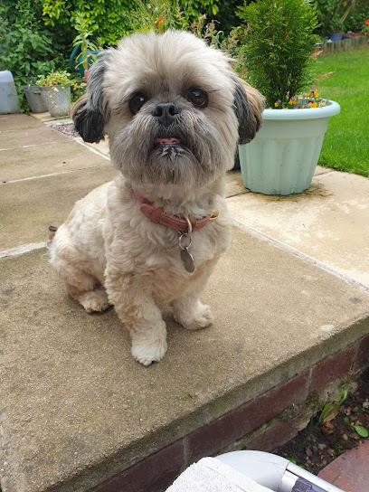 Doggydaycare MK - Pet Shop in Milton Keynes