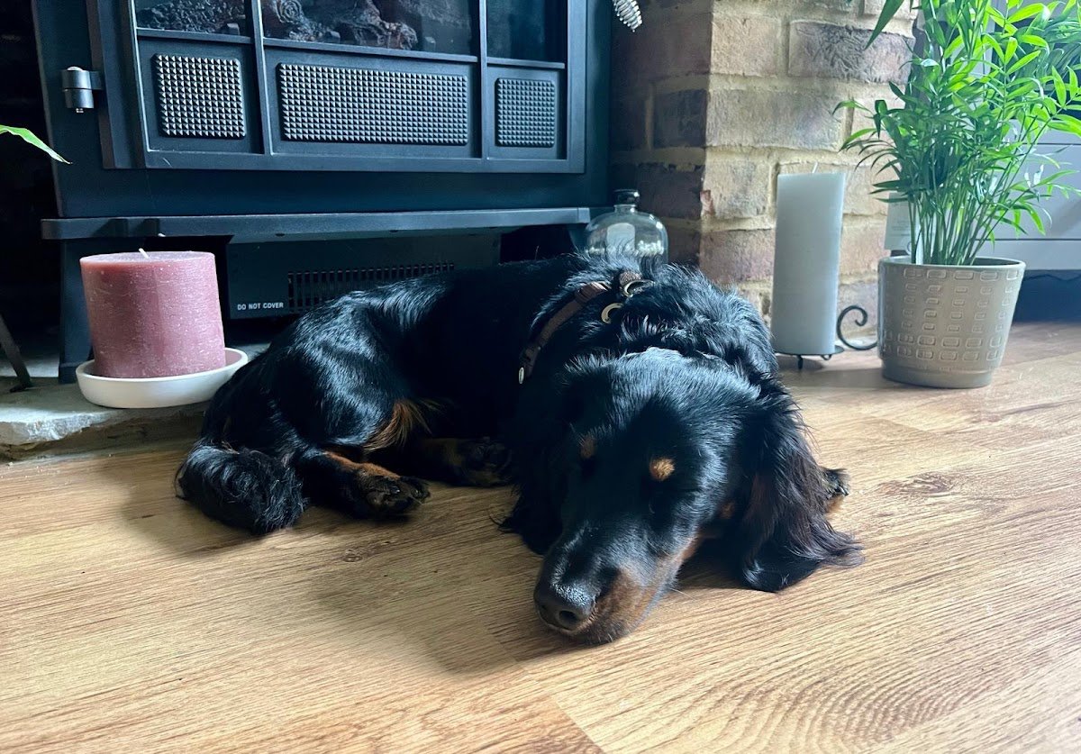 The Dachsie Hotel - Photo 2