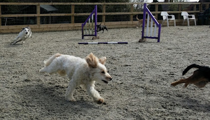 Drayton Parslow Dog Daycare and Boarding - Pet Shop in Milton Keynes
