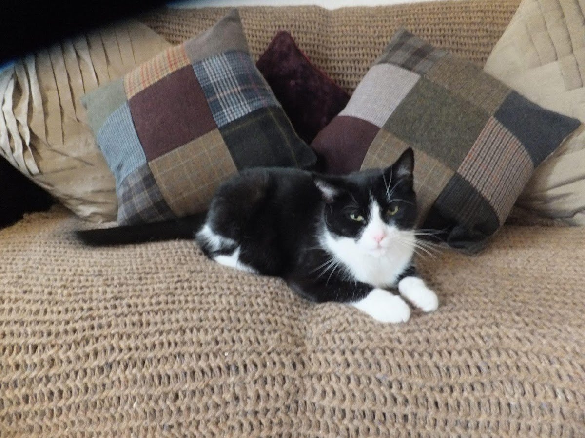 Jos Pet Services - Photo 3