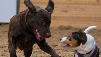 Jackador Dog training and Behaviour - Pet Shop in Milton Keynes