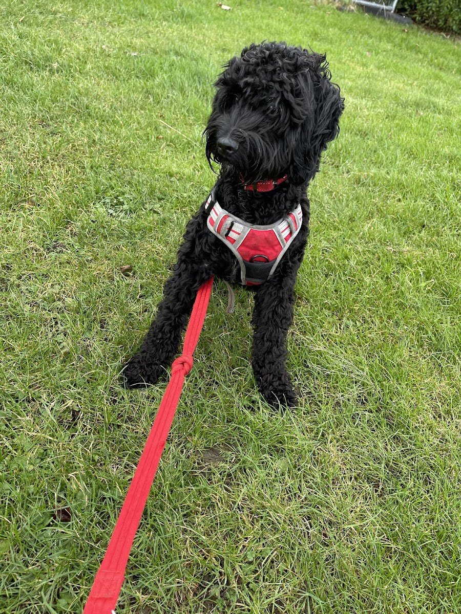 Jos Pet Services - Photo 2