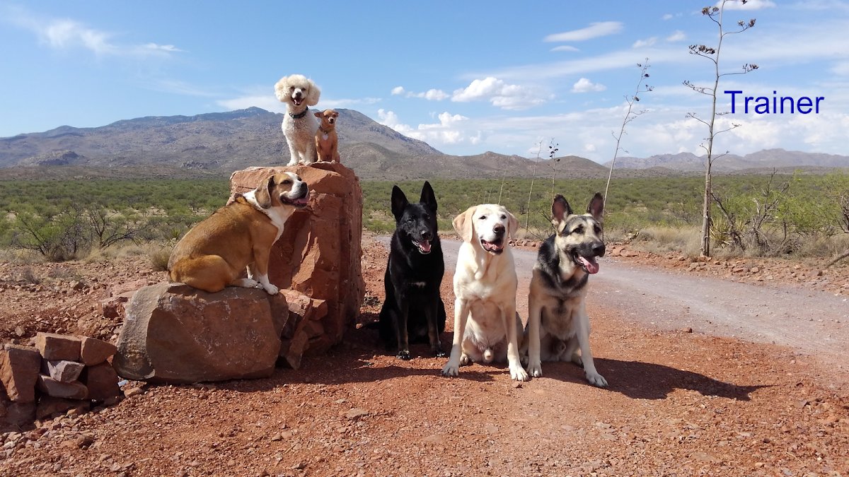 Garvin's Divine Dog Training - Photo 2