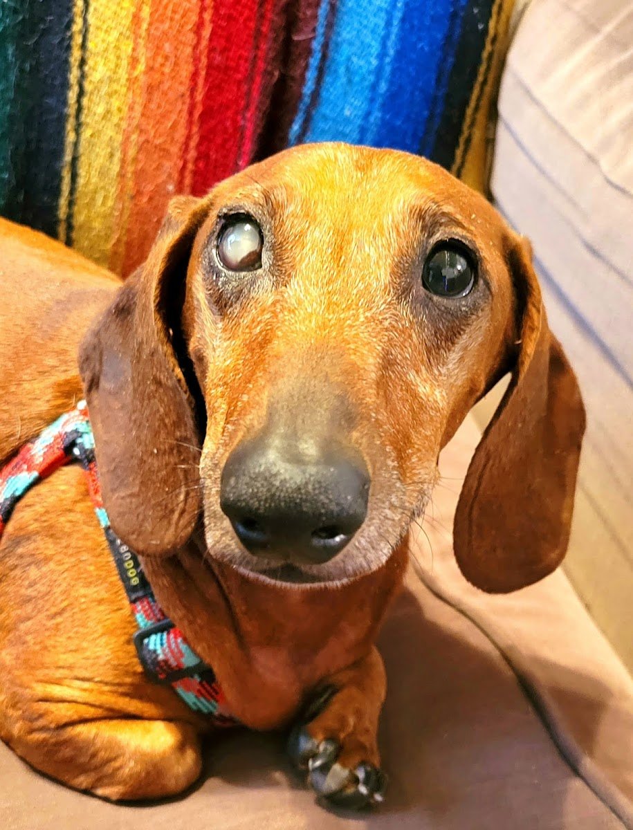 Eye Care for Animals - Ft. Lowell - Photo 2