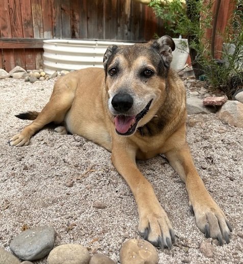 Dermatology for Animals - Tucson - Photo 2